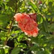 Kép 2/2 - Punica granatum 'Multiplex' – Gránátalma (dísz)