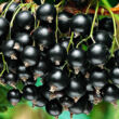 Kép 1/2 - Ribes nigrum 'Titania' – Fekete ribizli