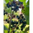 Kép 2/2 - Ribes nigrum 'Titania' – Fekete ribizli