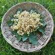 Kép 5/6 - Ribes rubrum 'Blanka' - Fehér ribizli