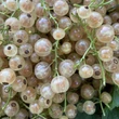 Kép 6/6 - Ribes rubrum 'Blanka' - Fehér ribizli