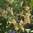 Kép 2/6 - Ribes rubrum 'Blanka' - Fehér ribizli