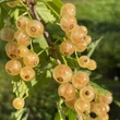Kép 3/6 - Ribes rubrum 'Blanka' - Fehér ribizli