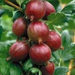 Kép 2/2 - Ribes grossularia (syn.: Ribes uva-crispa) 'Spinefree' (syn.: 'Bezkolcowy') - Tüskétlen egres
