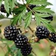 Rubus fruticosus 'Thornless' - Tüskenélküli fekete szeder
