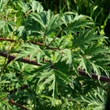 Kép 2/3 - Rubus fruticosus 'Thornless' - Tüskétlen fekete szeder