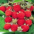 Kép 1/3 - Rubus idaeus 'Aroma Queen'® – Folytontermő málna