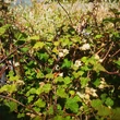 Kép 2/4 - Rubus idaeus 'Betty Ashburner' – Örökzöld málna