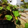 Kép 3/4 - Rubus idaeus 'Betty Ashburner' – Örökzöld málna