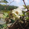 Kép 4/4 - Rubus idaeus 'Betty Ashburner' – Örökzöld málna