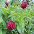 Kép 4/5 - Rubus illecebrosus – Japán szamócamálna