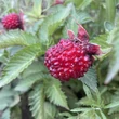 Kép 5/5 - Rubus illecebrosus – Japán szamócamálna