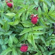 Kép 1/5 - Rubus illecebrosus – Japán szamócamálna