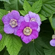 Kép 2/2 - Rubus odoratus – Illatos szeder
