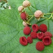 Kép 1/2 - Rubus odoratus – Illatos szeder