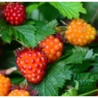 Kép 2/2 - Rubus spectabilis 'Olympic Double' (syn.: 'Flora Pleno') – Pompás szeder (bíbor virágú, korai)