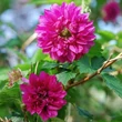 Kép 1/2 - Rubus spectabilis 'Olympic Double' (syn.: 'Flora Pleno') – Pompás szeder (bíbor virágú, korai)
