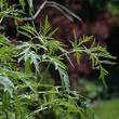 Kép 3/3 - Sambucus canadensis 'Acutiloba' – Kanadai bodza