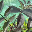 Kép 2/2 - Sambucus nigra 'Black Beauty' (syn.: 'Gerda PBR') - Vöröslombú bodza