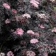 Kép 2/2 - Sambucus nigra f. porphyrophylla 'Blue Sheen' – Fekete díszbodza