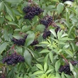 Kép 1/2 - Sambucus nigra 'Samyl' – Fekete bodza