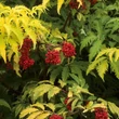 Kép 1/3 - Sambucus racemosa 'Sutherland Gold' – Ékszer fürtös bodza