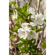 Kép 2/2 - 'Baby Sour Cherry' törpe meggyfa