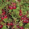 Kép 2/2 - Vaccinium macrocarpon 'Pilgrim' - Tőzegáfonya