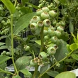 Kép 7/7 - Vaccinium corymbosum 'Liberty' - Magasbokrú áfonya (cserjés vagy fürtös áfonya)
