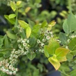 Kép 5/7 - Vaccinium corymbosum 'Liberty' - Magasbokrú áfonya (cserjés vagy fürtös áfonya)
