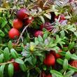 Kép 1/2 - Vaccinium macrocarpon 'Pilgrim' - Tőzegáfonya