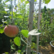 Kép 2/4 - 'Jonagold' alma - Extra méretű koros alma