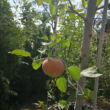 Kép 3/4 - 'Jonagold' alma - Extra méretű koros alma