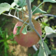 Kép 4/4 - 'Jonagold' alma - Extra méretű koros alma