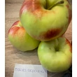 Kép 1/4 - 'Mollies Delicious' almafa