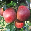 Kép 1/3 - 'Roter Boskoop' (syn.:'Boskoop Rouge', 'Piros Boskoop', 'Rode Boskoop', 'Schmitz-Hübsch') almafa - Extra méretű koros