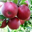 Kép 2/2 - 'Red Jonaprince' (syn.:'Wilton's® Red Jonaprince', 'Red Prince', 'Wilton's Red', 'Wilton's') almafa