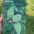 Kép 1/2 - 'Avijor' (Fruit Me® 'Nut me Almond') – Törpe, balkon, öntermékeny mandulafa