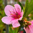 Kép 2/6 - Fruit Me® 'Peach Me Yellow' törpe őszibarackfa