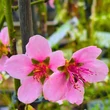 Kép 3/6 - Fruit Me® 'Peach Me Yellow' törpe őszibarackfa