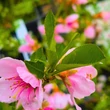 Kép 4/6 - Fruit Me® 'Peach Me Yellow' törpe őszibarackfa