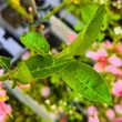 Kép 5/6 - Fruit Me® 'Peach Me Yellow' törpe őszibarackfa