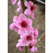 Kép 3/6 -  'Suncrest' őszibarack - képek rendelés vásárlás a Megyeri Szabolcs Kertészeti webáruházban.