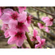 Kép 5/6 -  'Suncrest' őszibarack - képek rendelés vásárlás a Megyeri Szabolcs Kertészeti webáruházban.