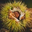 Kép 1/2 - Castanea sativa 'Sweet Dreams' – Szelídgesztenye