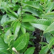 Kép 2/2 - Castanea sativa 'Sweet Dreams' – Szelídgesztenye