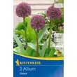 Kép 4/4 - Allium 'Ostara' - Díszhagyma képek rendelés vásárlás a Megyeri Szabolcs Kertészeti webáruházban