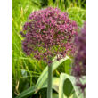 Kép 3/4 - Allium 'Ostara' - Díszhagyma képek rendelés vásárlás a Megyeri Szabolcs Kertészeti webáruházban