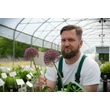 Kép 2/4 - Allium 'Ostara' - Díszhagyma képek rendelés vásárlás a Megyeri Szabolcs Kertészeti webáruházban
