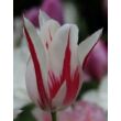 Kép 2/2 - Liliomvirágú tulipán 'Marylin'